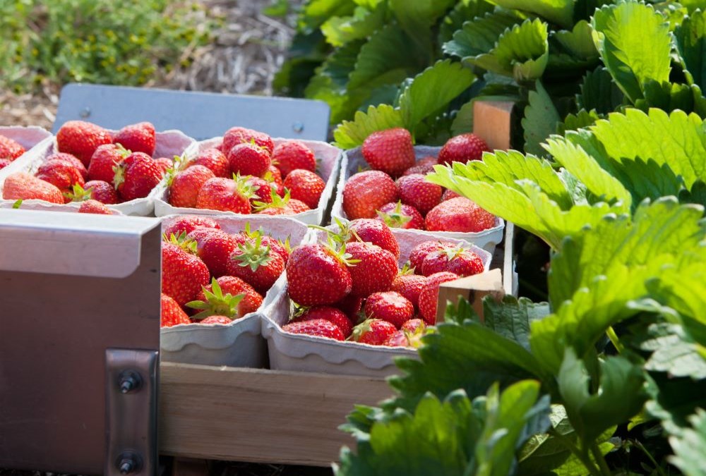 Bildet viser jordbær som er plukket og lagt i kurver. I bakgrunnen ser man en jordbæråker. 